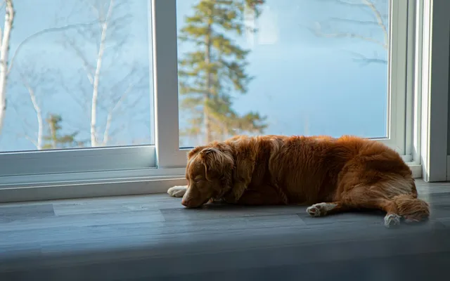 A brown dog lying on the floor beside a window in daylight