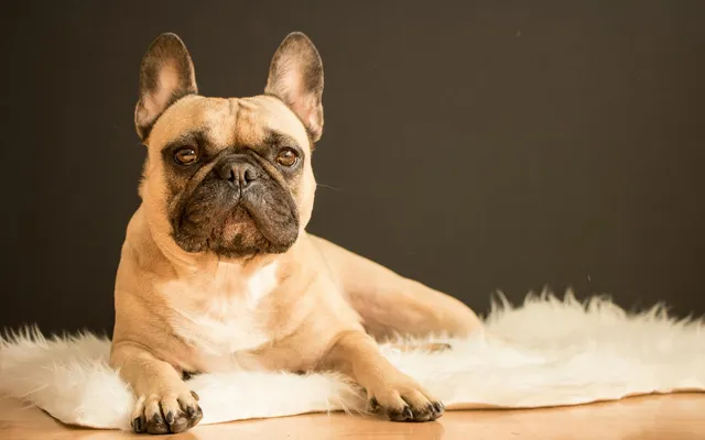 A French Bulldog, a popular apartment breed, resting indoors
