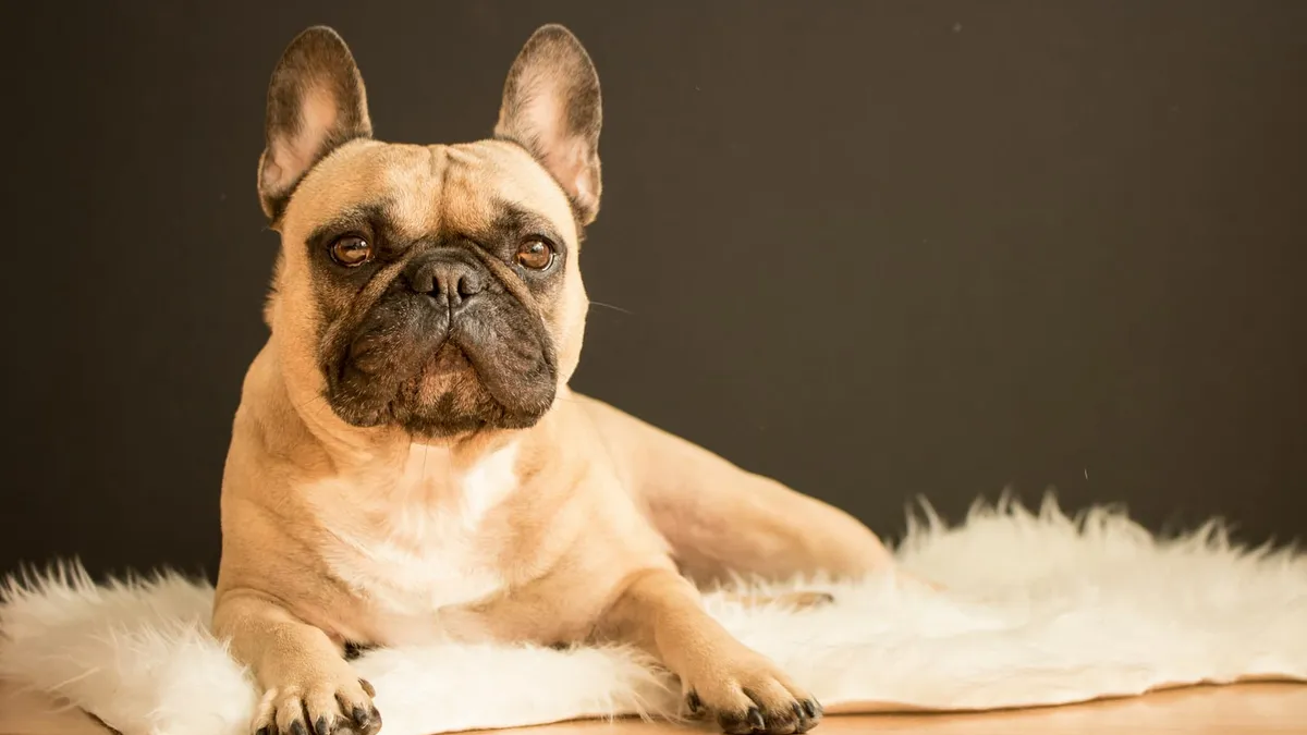 A French Bulldog, a popular apartment breed, resting indoors