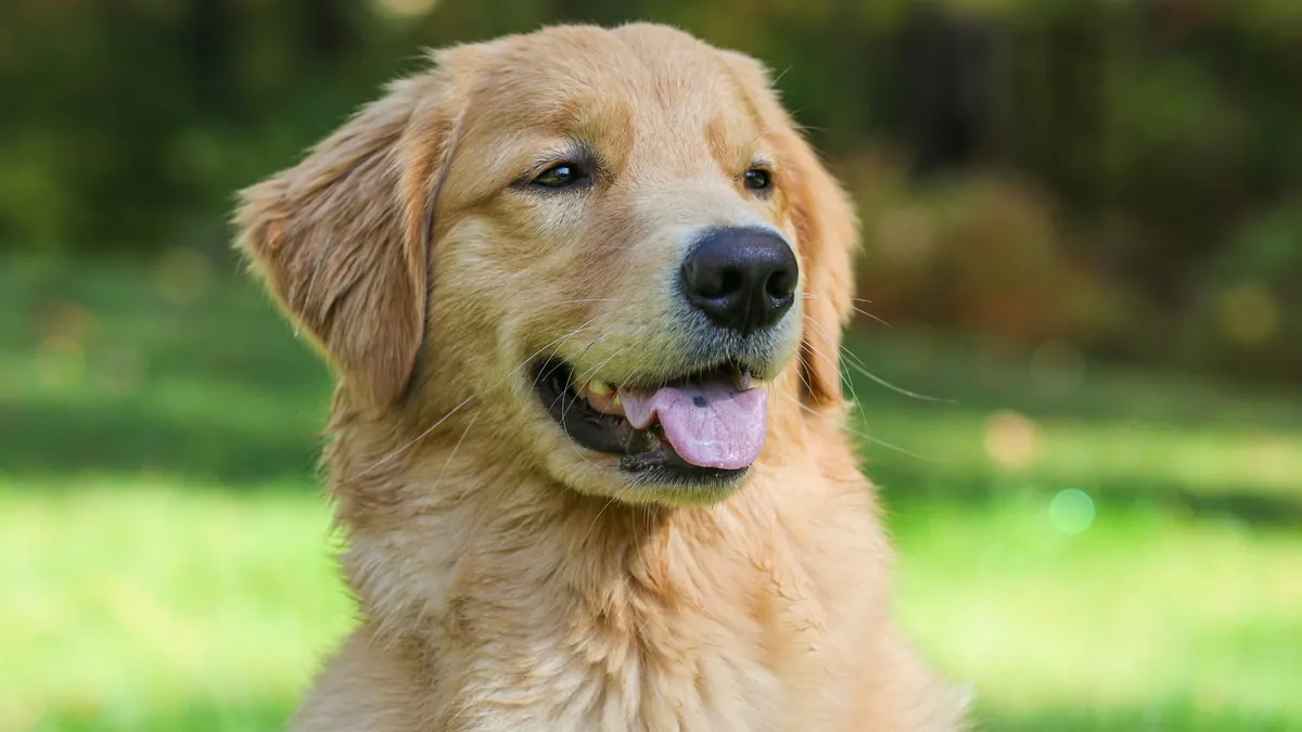 A friendly golden retriever sitting outdoors on the grass
