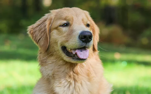 A friendly golden retriever sitting outdoors on the grass