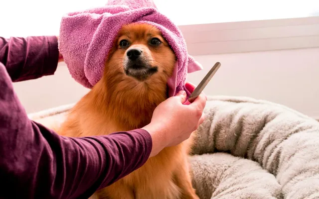 A small fluffy dog wrapped in a towel after grooming