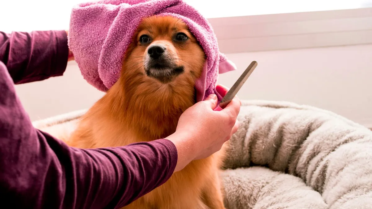 A small fluffy dog wrapped in a towel after grooming