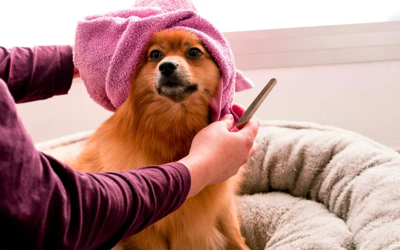 A small fluffy dog wrapped in a towel after grooming