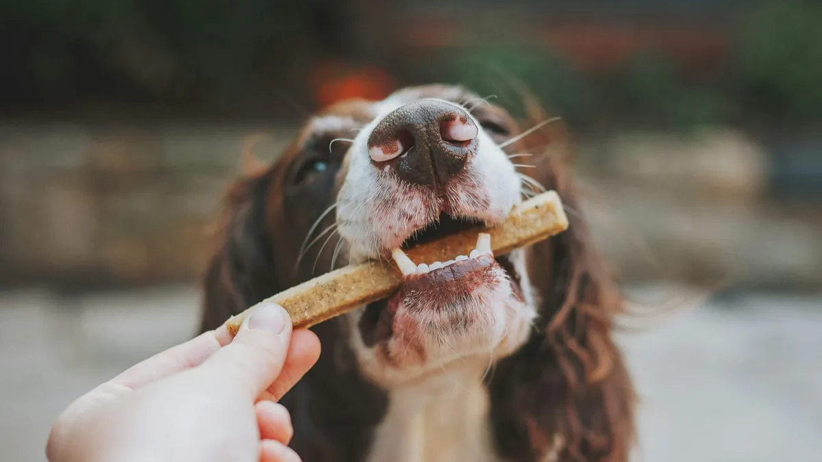 A dog having its teeth brushed with a canine toothbrush