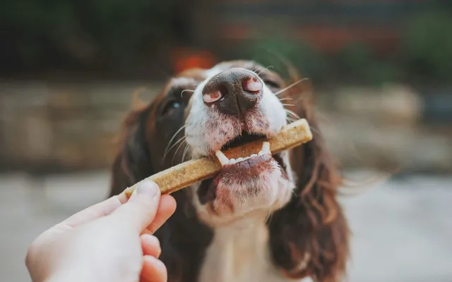A dog having its teeth brushed with a canine toothbrush