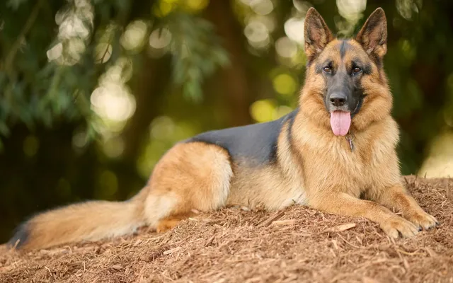 A German Shepherd lying down and resting outdoors