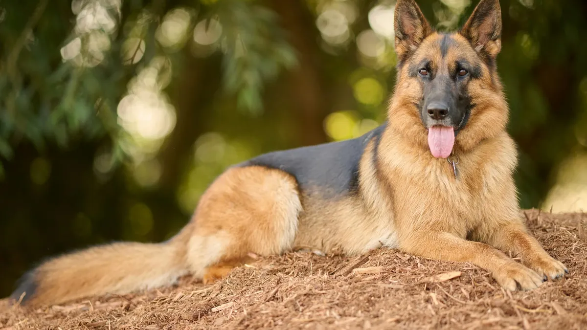 A German Shepherd lying down and resting outdoors