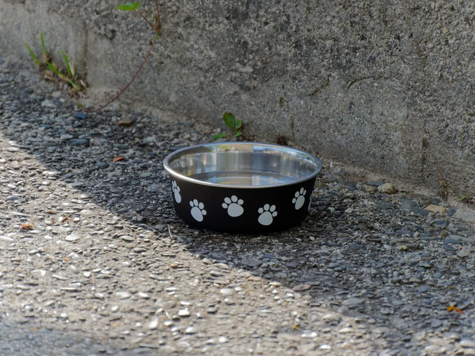 A water bowl with a paw-print design, outdoors