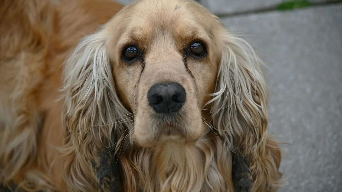 A golden cocker spaniel with long drop ears looking at the camera