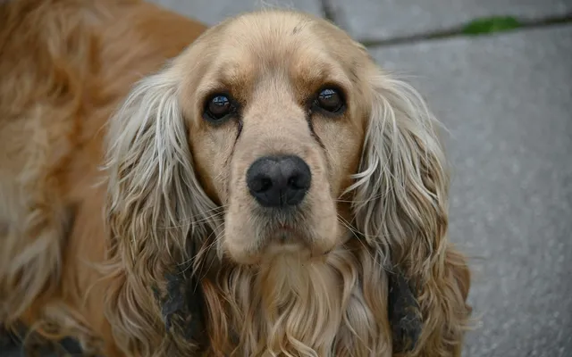 A golden cocker spaniel with long drop ears looking at the camera