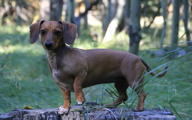 A short-haired dachshund standing outdoors with its ears visible
