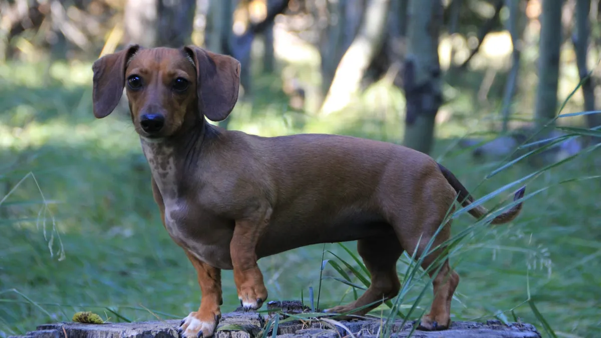 A short-haired dachshund standing outdoors with its ears visible