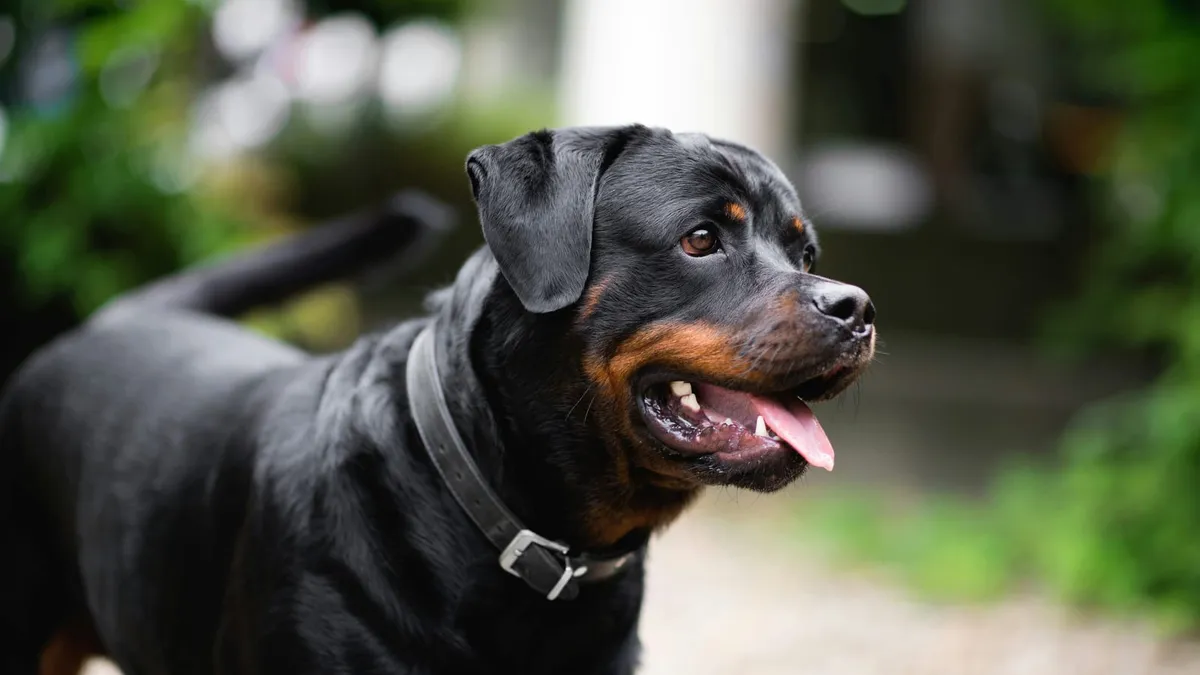 An alert Rottweiler resting outdoors