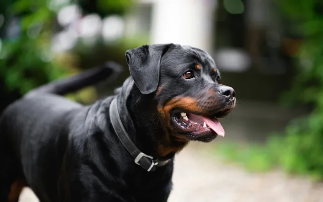 An alert Rottweiler resting outdoors