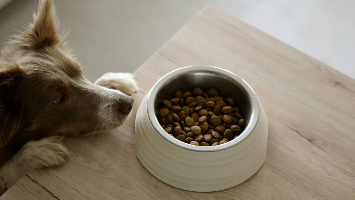 A dog resting its head next to a bowl of kibble