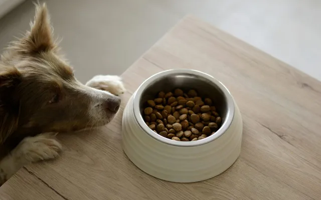 A dog resting its head next to a bowl of kibble