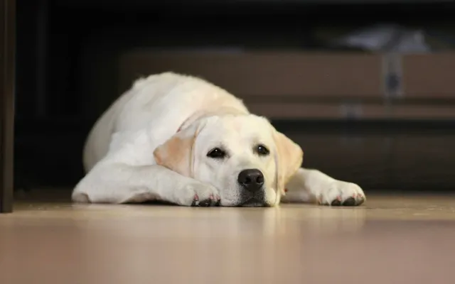 A white dog lying alone on the floor beside a couch
