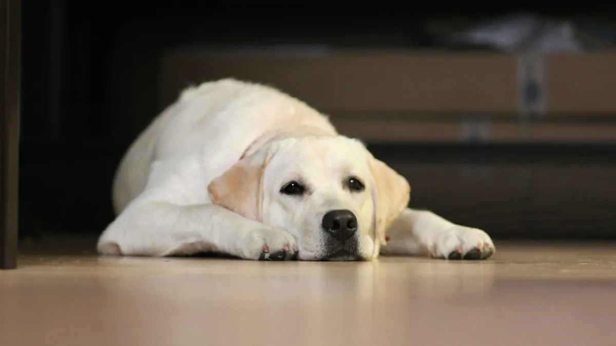 A white dog lying alone on the floor beside a couch