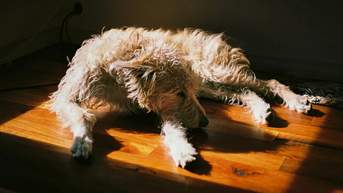 A shaggy light-coloured dog resting on a wooden floor in a patch of sunlight