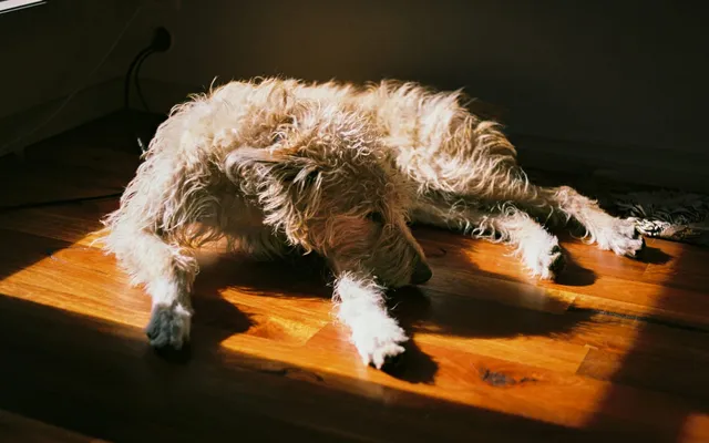 A shaggy light-coloured dog resting on a wooden floor in a patch of sunlight