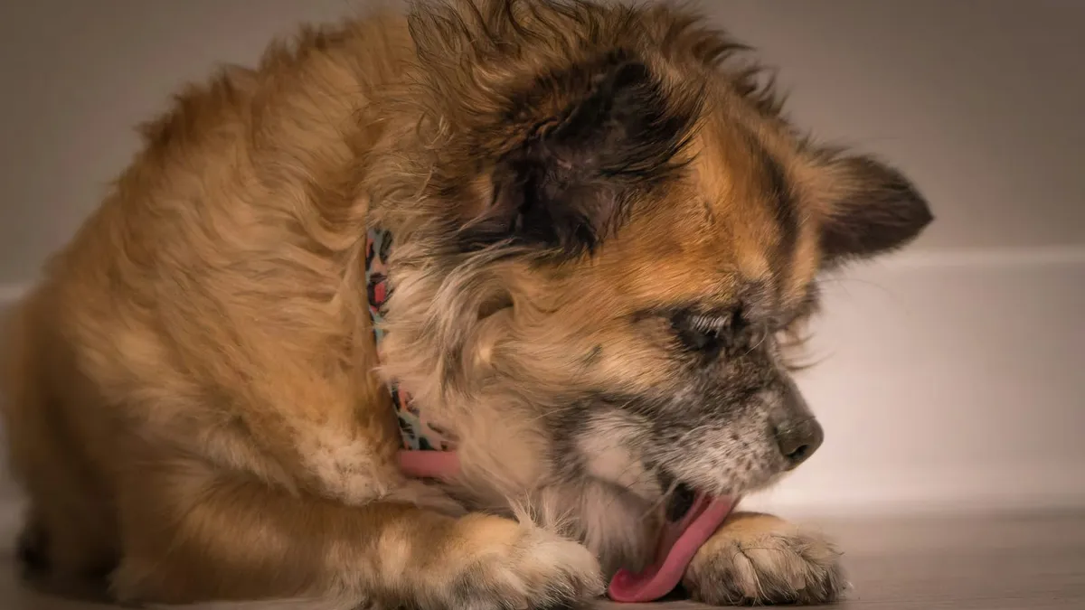 A dog lying down licking its front paw