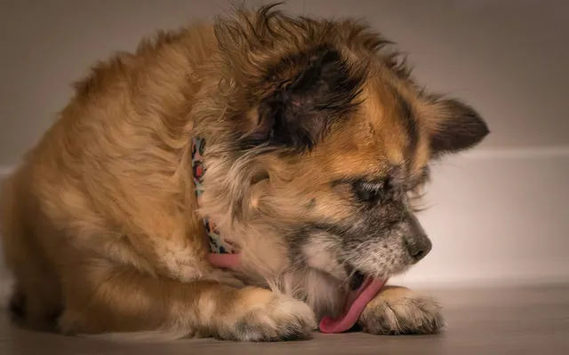 A dog lying down licking its front paw