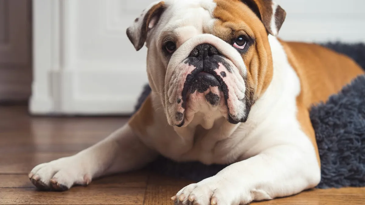 A bulldog resting with its front paws forward