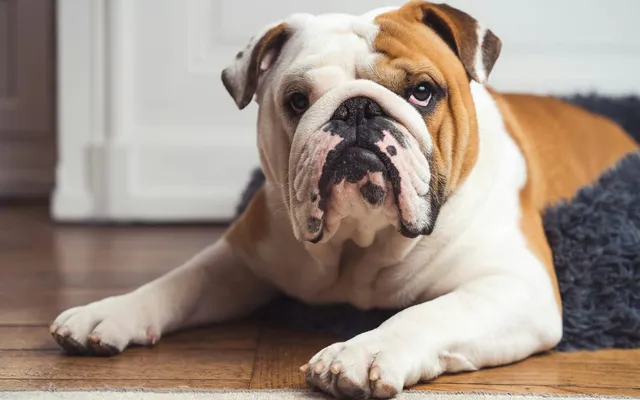 A bulldog resting with its front paws forward
