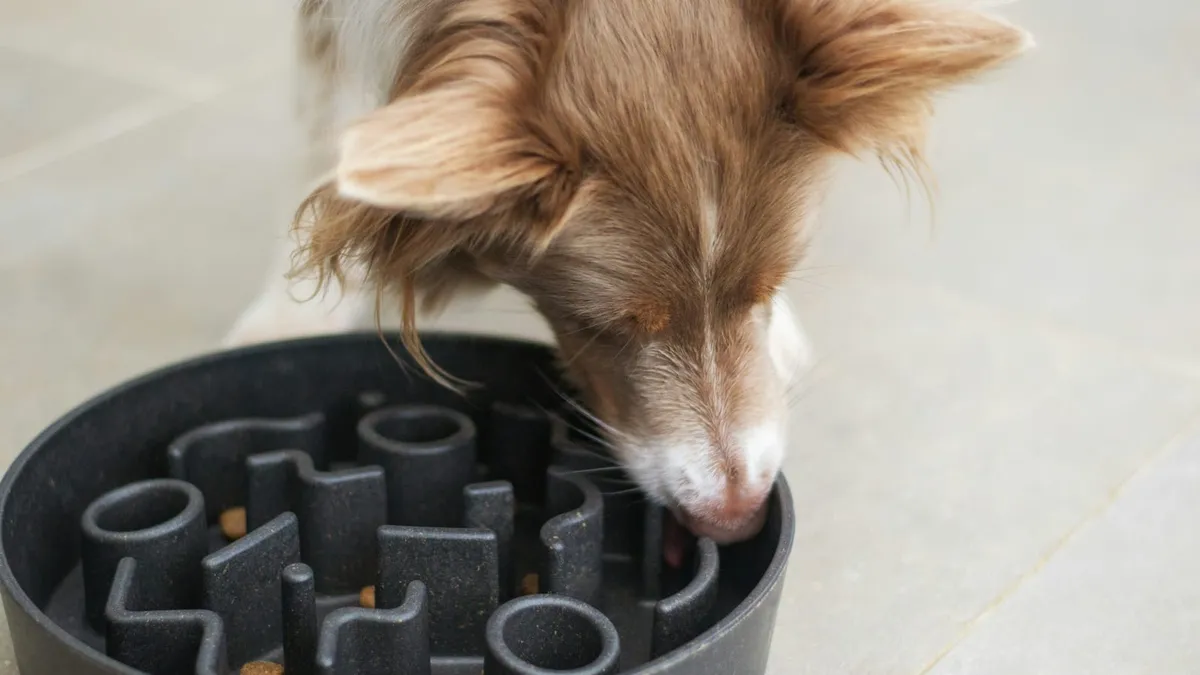 A brown and white dog eating from a bowl on the floor