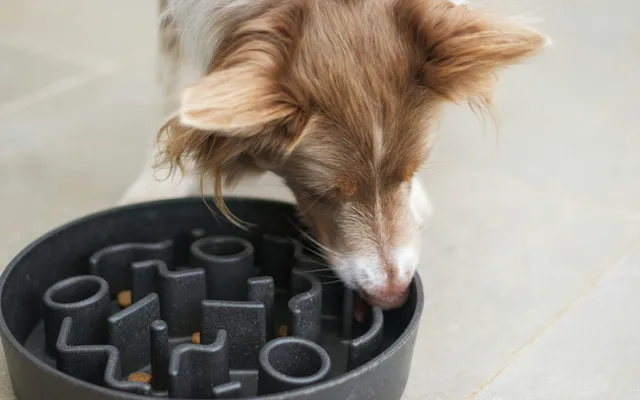 A brown and white dog eating from a bowl on the floor
