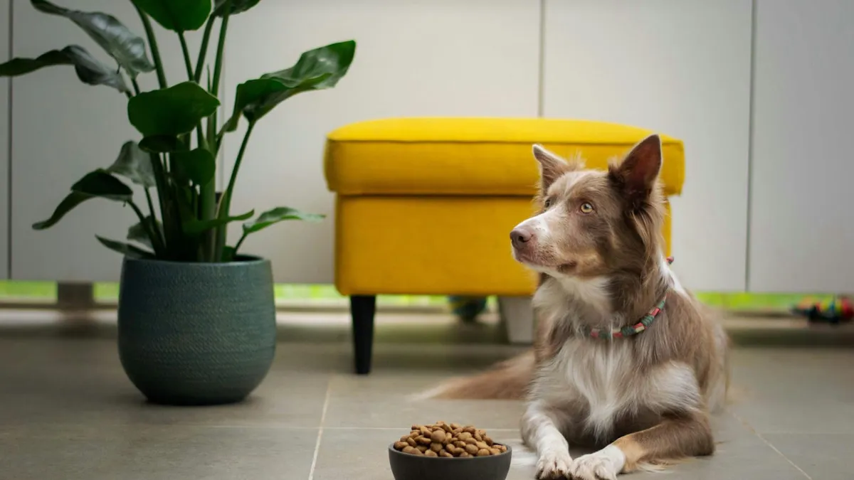 A Border Collie lying beside a bowl of dry kibble