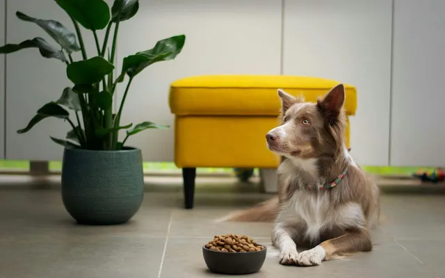 A Border Collie lying beside a bowl of dry kibble