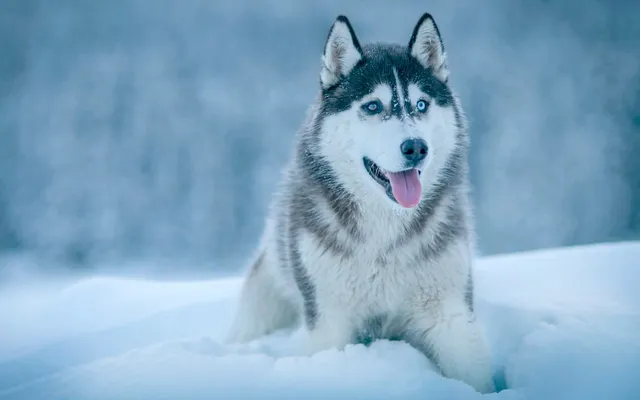 A Siberian Husky with a thick double coat