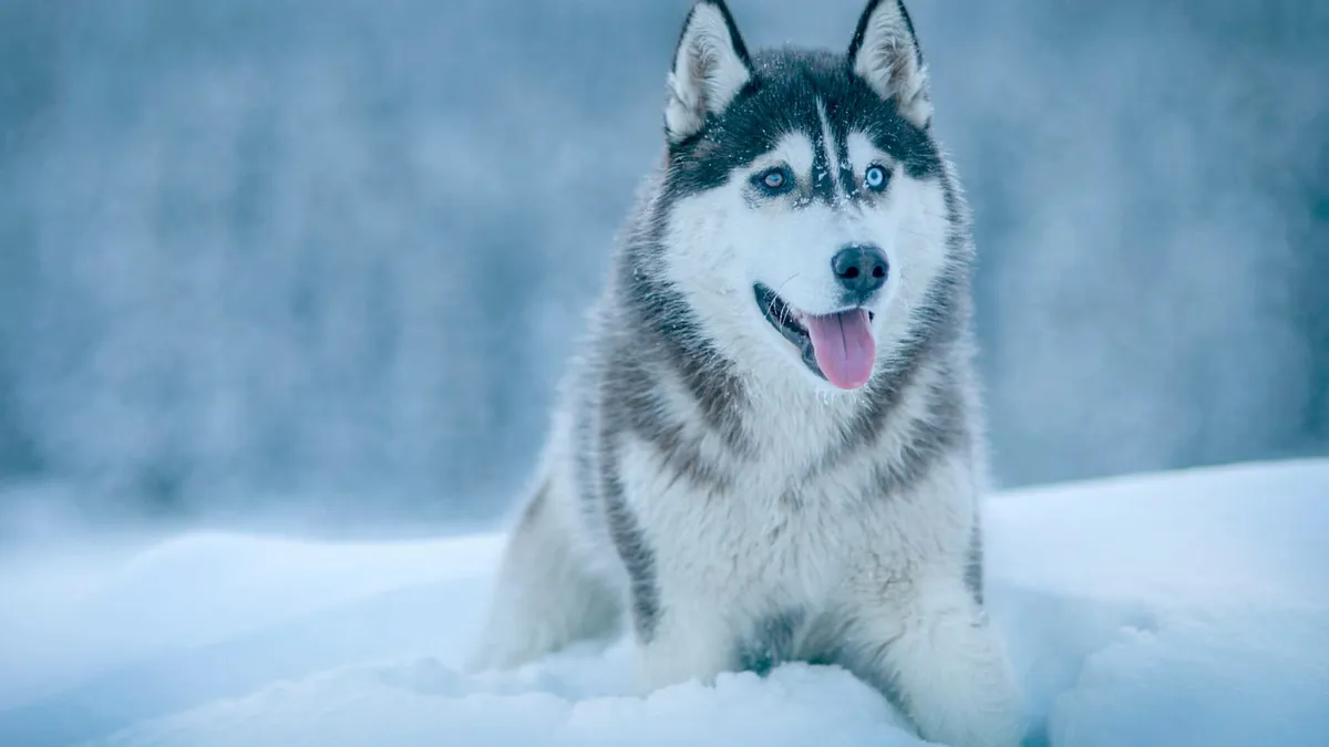 A Siberian Husky with a thick double coat