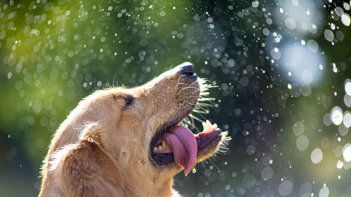 A Golden Retriever cooling off with a garden water hose on a sunny day