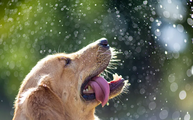 A Golden Retriever cooling off with a garden water hose on a sunny day