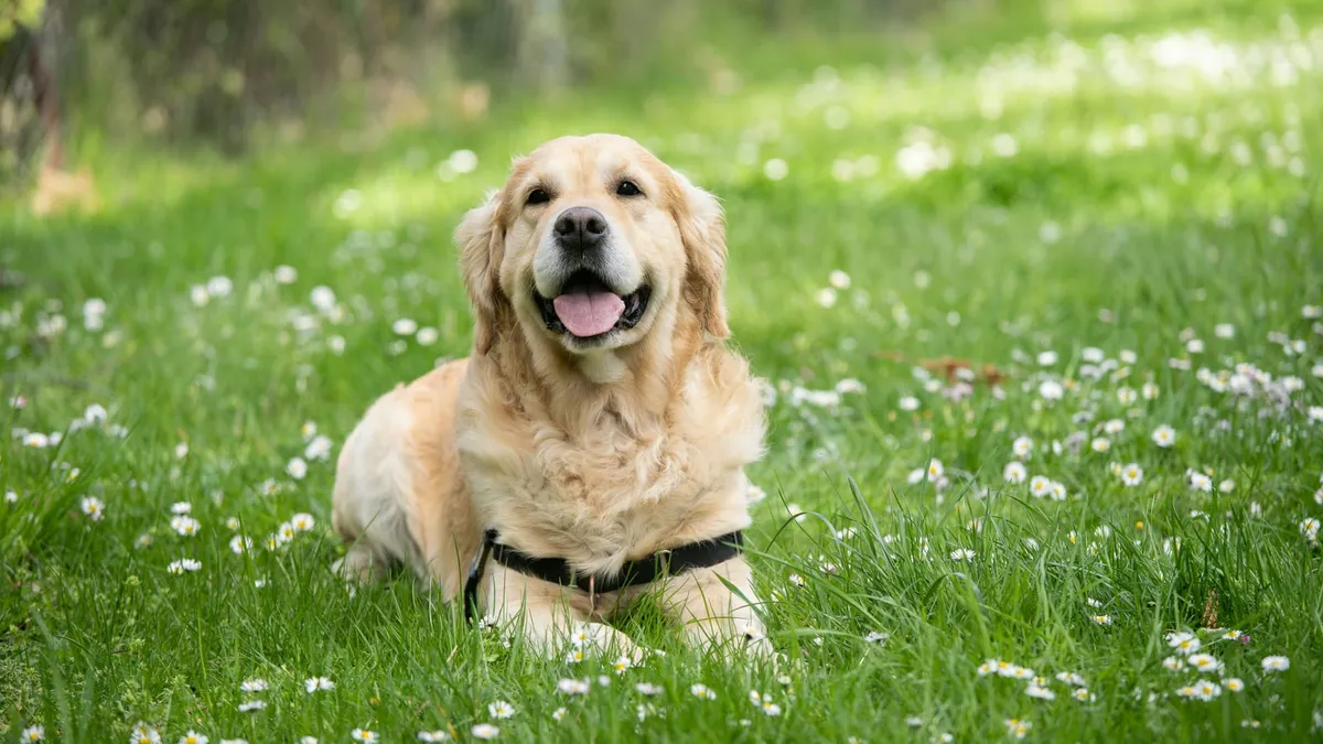 A healthy golden retriever resting on grass on a sunny day