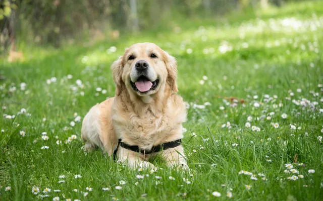 A healthy golden retriever resting on grass on a sunny day