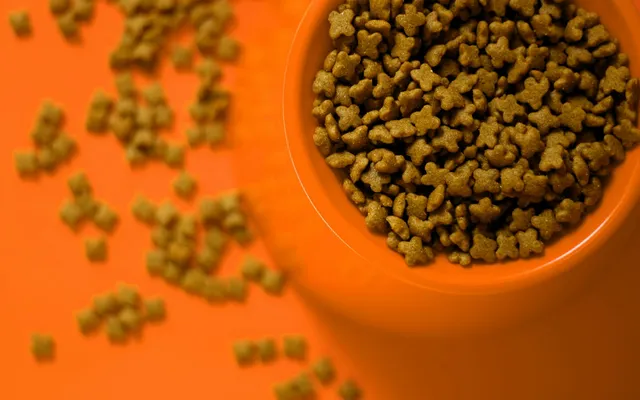 A measured bowl of dry dog food