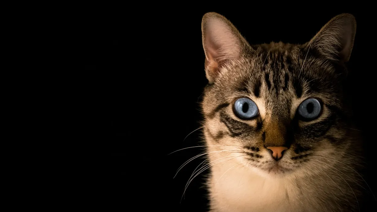 Close-up of a tabby cat with striking blue eyes against a black background