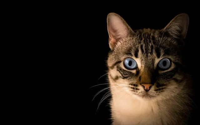 Close-up of a tabby cat with striking blue eyes against a black background