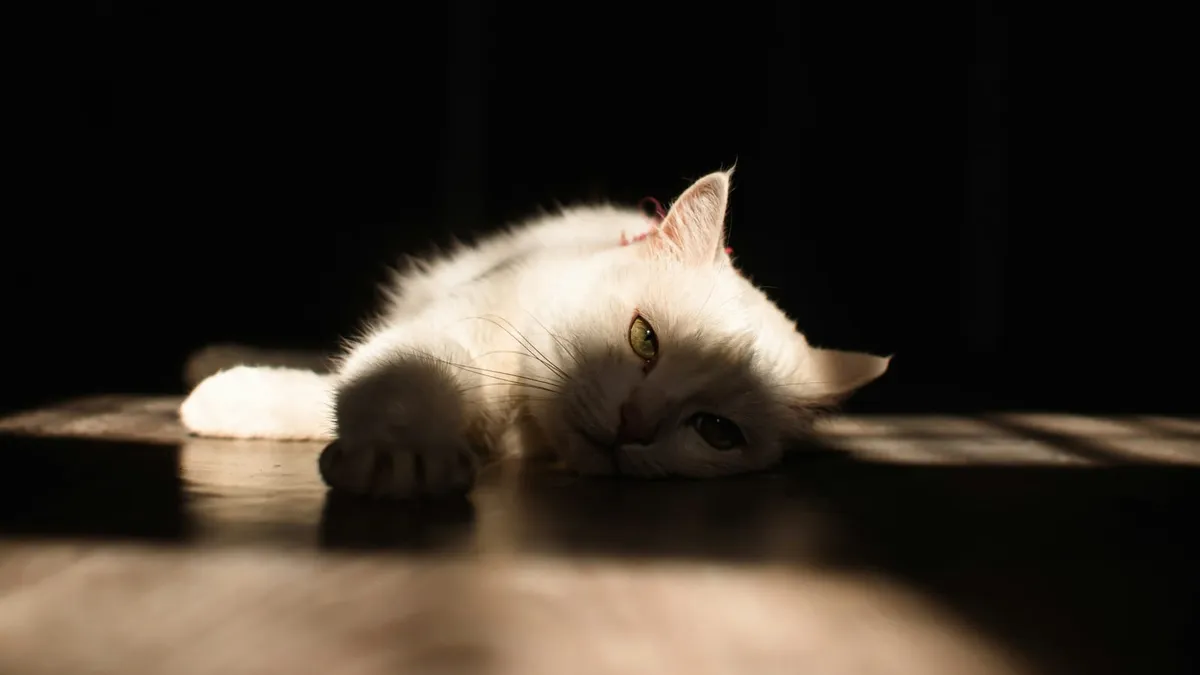 A calm cat being gently checked at home in soft light