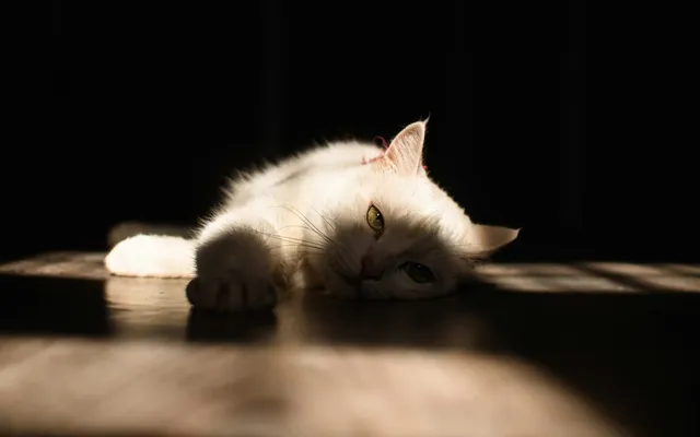 A calm cat being gently checked at home in soft light
