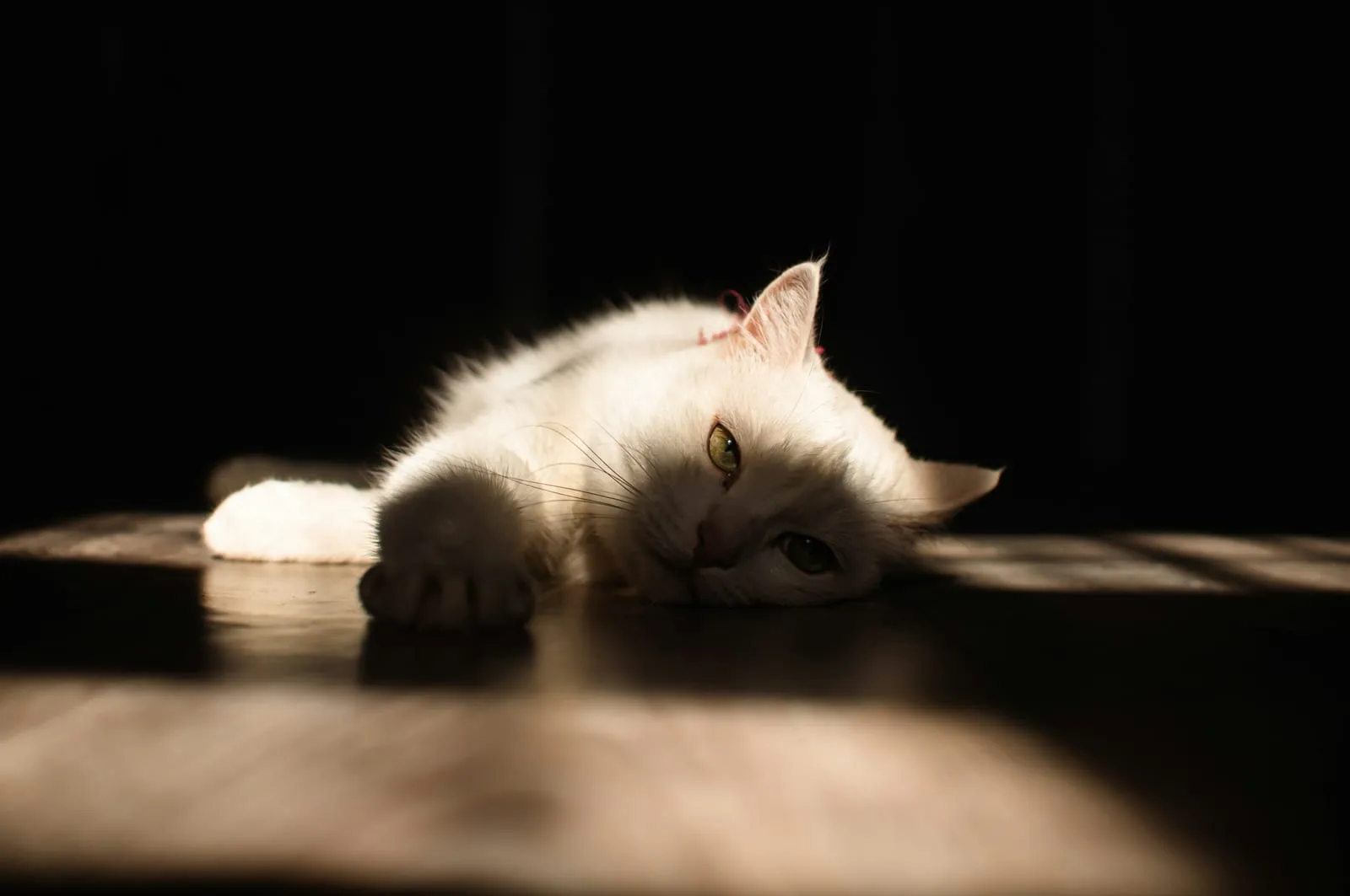A white cat lying down indoors in dramatic light
