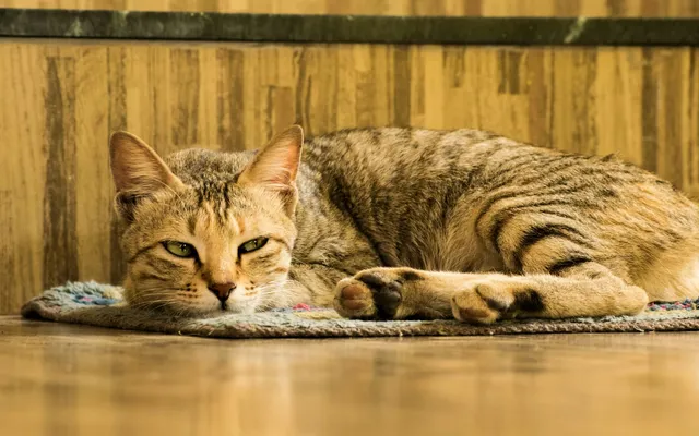 A senior cat resting calmly at home in warm light
