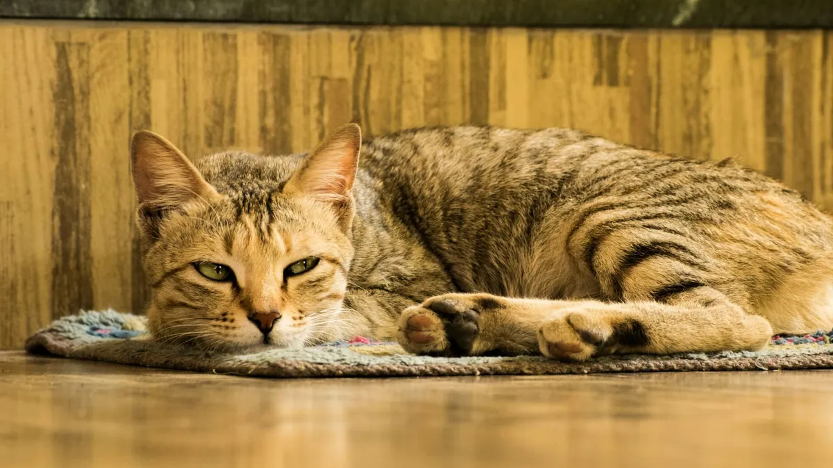A senior cat resting calmly at home in warm light