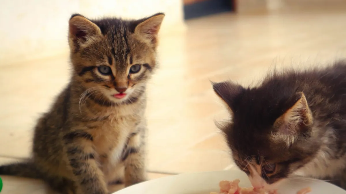 Two kittens eating raw meat from a plate on the floor