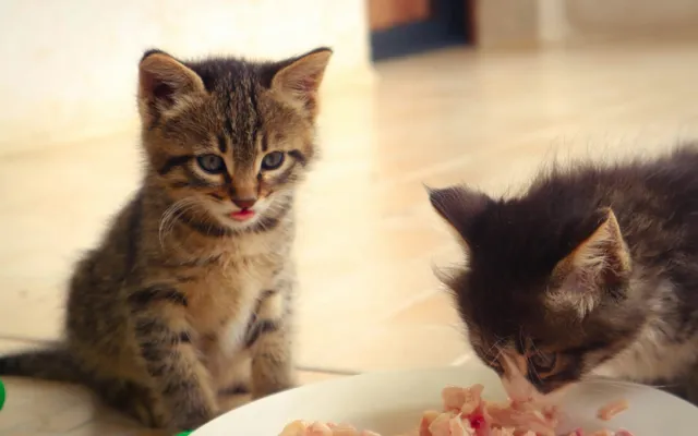 Two kittens eating raw meat from a plate on the floor