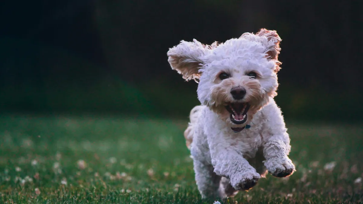 A fluffy white poodle-mix dog running happily across a lawn